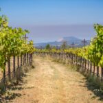Photo 70 for Alger Vineyards