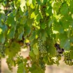 Photo 71 for Alger Vineyards