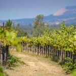 Photo 72 for Alger Vineyards