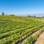 Photo 19 for Alger Vineyards