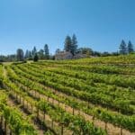 Photo 20 for Alger Vineyards