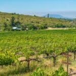 Photo 18 for Alger Vineyards