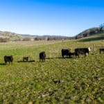 Photo 35 for Lady Bug Ranch