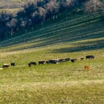 Photo 36 for Lady Bug Ranch