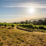 Photo 7 for Alger Vineyards