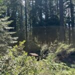 Photo 2 for 40 Acres Siskiyou 420