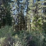 Photo 3 for 40 Acres Siskiyou 420