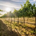 Photo 8 for Alger Vineyards