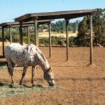 Photo 33 for Blue Fountain Farm