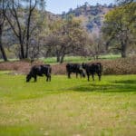 Photo 56 for Elk Creek Double A Ranch