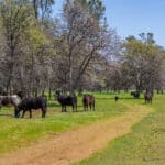 Photo 57 for Elk Creek Double A Ranch