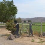 Photo 100 for Quail Run Ranch