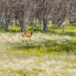 Photo 75 for Elk Creek Double A Ranch