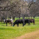 Photo 6 for Elk Creek Double A Ranch