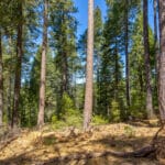 Photo 22 for Emigrant Gap Acres