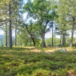 Photo 8 for Whispering Pines
