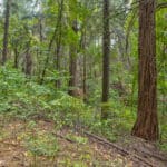 Photo 20 for Whispering Pines