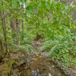 Photo 35 for Whispering Pines