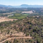 Photo 2 for Simoni Italian Olive Grove