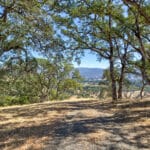 Photo 51 for Simoni Italian Olive Grove