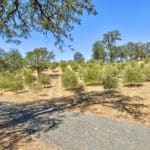 Photo 60 for Simoni Italian Olive Grove