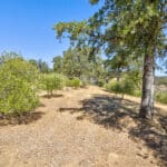 Photo 61 for Simoni Italian Olive Grove