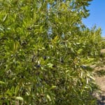 Photo 62 for Simoni Italian Olive Grove