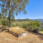 Photo 63 for Simoni Italian Olive Grove