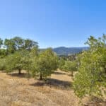Photo 64 for Simoni Italian Olive Grove