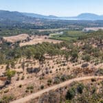 Photo 91 for Simoni Italian Olive Grove