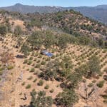 Photo 92 for Simoni Italian Olive Grove