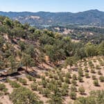 Photo 93 for Simoni Italian Olive Grove