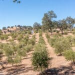 Photo 94 for Simoni Italian Olive Grove