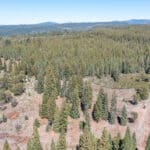 Photo 4 for High Sierra Forest