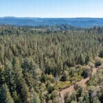 Photo 6 for High Sierra Forest
