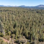 Photo 7 for High Sierra Forest