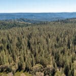 Photo 8 for High Sierra Forest
