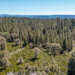 Photo 9 for High Sierra Forest