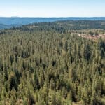 Photo 10 for High Sierra Forest