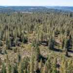 Photo 12 for High Sierra Forest