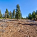 Photo 14 for High Sierra Forest