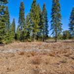 Photo 15 for High Sierra Forest