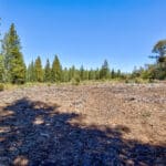 Photo 16 for High Sierra Forest