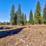 Photo 17 for High Sierra Forest