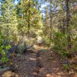 Photo 23 for High Sierra Forest