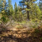 Photo 25 for High Sierra Forest
