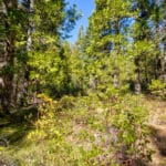 Photo 26 for High Sierra Forest