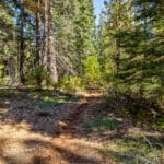 Photo 27 for High Sierra Forest