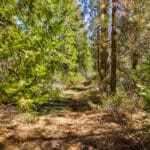 Photo 28 for High Sierra Forest