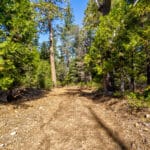 Photo 30 for High Sierra Forest